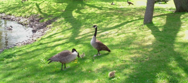 a pair of geese with a pair of goslings
